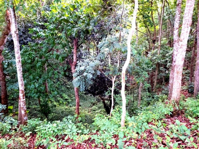 Trees inside the resort