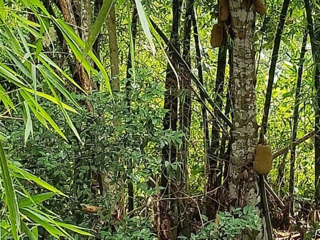 View From The Balcony