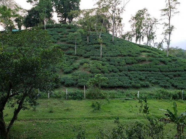 View of the tea garden from the resort