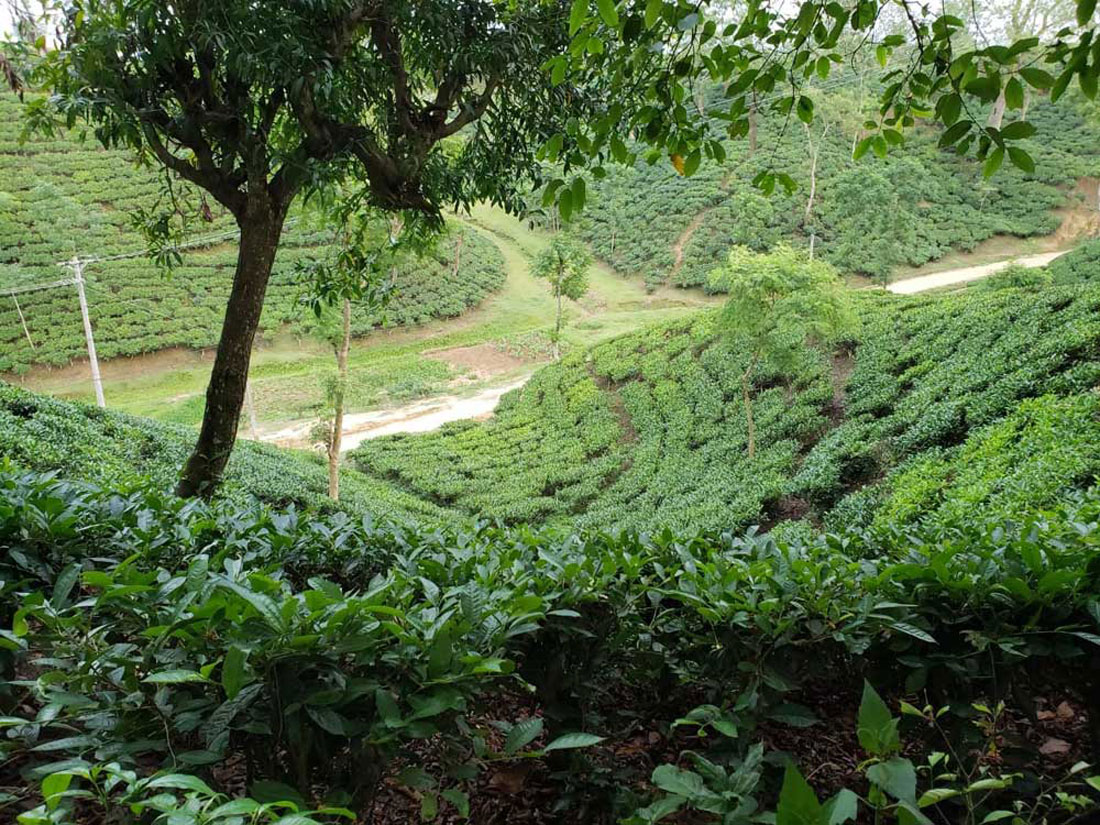 View of the tea garden from the resort
